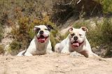 BOULEDOGUE AMERICAIN 426